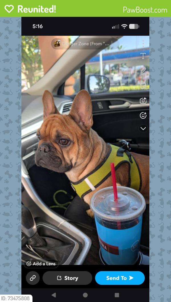Reunited Male Dog last seen Van Buren and Garfield, Riverside, CA 92503