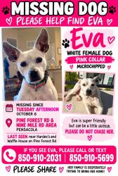 Reunited Female Dog last seen Wilde Lake Blvd, Northwest Pensacola, FL 32526