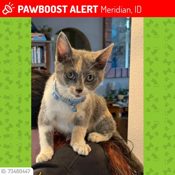 Lost Female Cat last seen Chery ln, Meridian, ID 83642