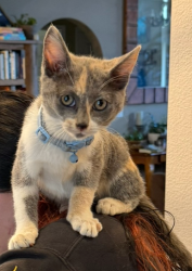 Lost Female Cat last seen Chery ln, Meridian, ID 83642