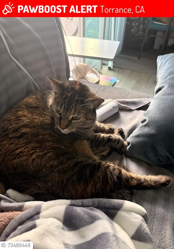 Lost Female Cat last seen PCH, Torrance, CA 90505