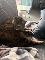 Lost Female Cat last seen PCH, Torrance, CA 90505