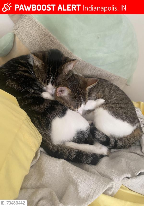 Lost Male Cat last seen 46th allisonville, Indianapolis, IN 46205