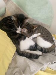 Lost Male Cat last seen 46th allisonville, Indianapolis, IN 46205