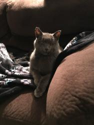 Lost Male Cat last seen Lexington, Mendota Heights, MN 55118