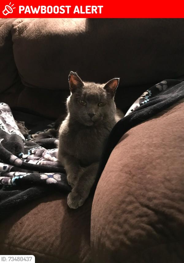 Lost Male Cat last seen Lexington, Mendota Heights, MN 55118
