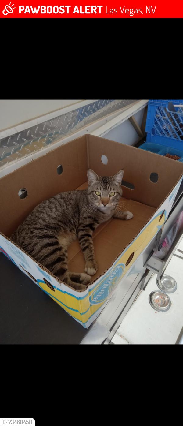 Lost Male Cat last seen Charleston Blvd & Lorenzi St, Las Vegas, NV 89146