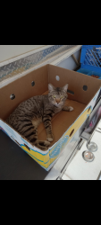 Lost Male Cat last seen Charleston Blvd & Lorenzi St, Las Vegas, NV 89146