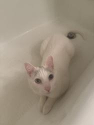 Reunited Male Cat last seen Angelina Bend dr, Denton, TX 76205