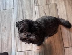Reunited Female Dog last seen Bold St Rowland Heights, Rowland Heights, CA 91748