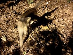 Found/Stray Male Cat last seen Alpine Road, Durham, NC 27707