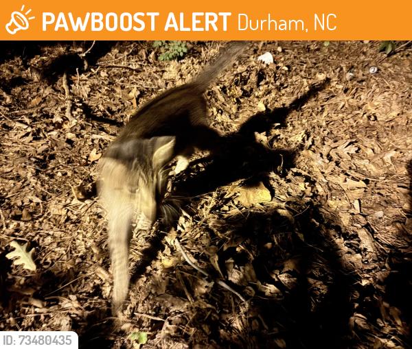 Found/Stray Male Cat last seen Alpine Road, Durham, NC 27707