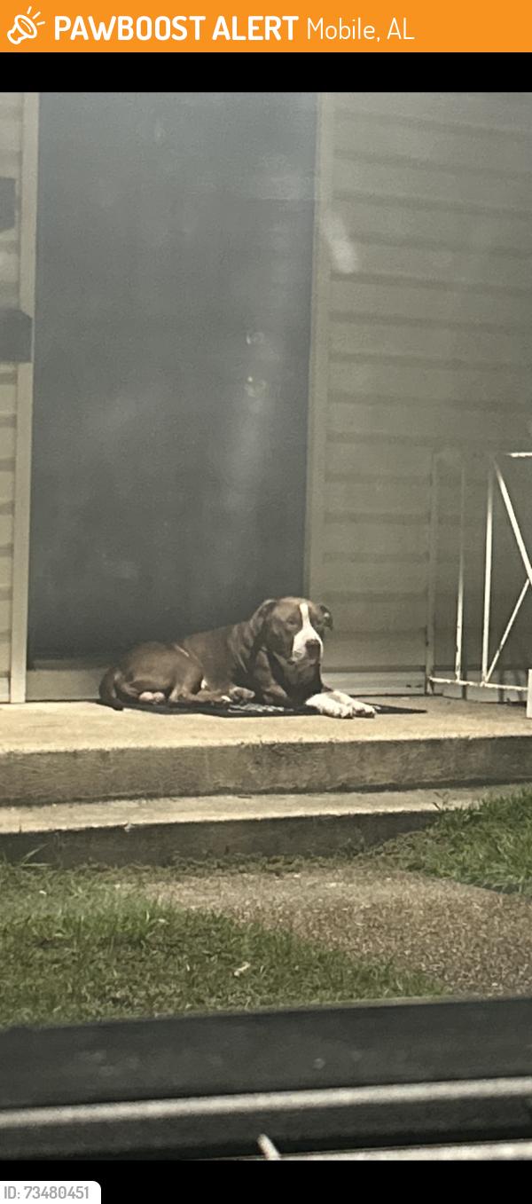 Found/Stray Male Dog last seen flts at Midtown apmts, Mobile, AL 36606