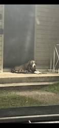 Found/Stray Male Dog last seen flts at Midtown apmts, Mobile, AL 36606