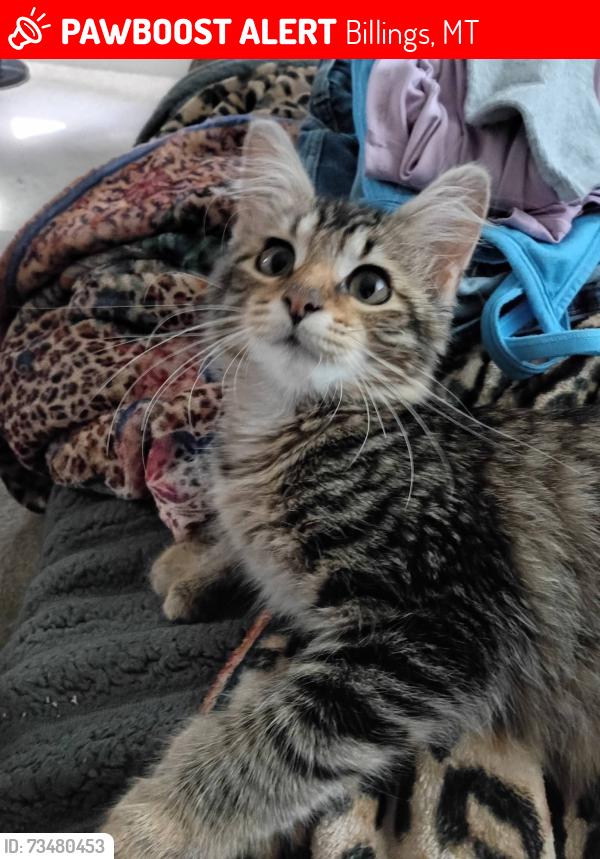 Lost Female Cat last seen Tracks, Billings, MT 59101