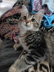 Lost Female Cat last seen Tracks, Billings, MT 59101