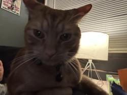 Reunited Male Cat last seen Carnelian and Massachusetts in New Port Richey, New Port Richey, FL 34653