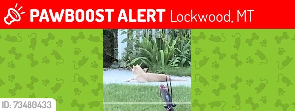 Lost Male Cat last seen Quinella Dr and becraft lane Lockwood mt, Lockwood, MT 59101
