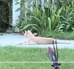 Lost Male Cat last seen Quinella Dr and becraft lane Lockwood mt, Lockwood, MT 59101