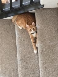 Lost Male Cat last seen River island ranch, Visalia, CA 93291