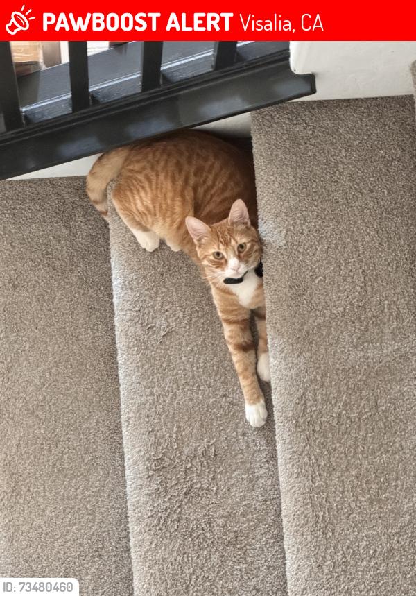 Lost Male Cat last seen River island ranch, Visalia, CA 93291