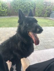 Reunited Unknown Dog last seen 44th st and Union Hills, Phoenix, AZ 85032
