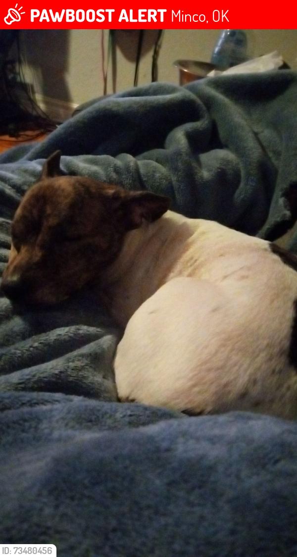 Lost Male Dog last seen Near SW Melvin LN, Minco, OK 73059