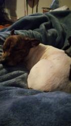 Lost Male Dog last seen Near SW Melvin LN, Minco, OK 73059