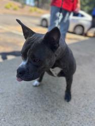 Lost Male Dog last seen Spartanburg sc, Arcadia, SC 29301