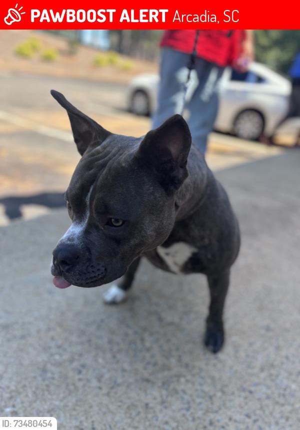 Lost Male Dog last seen Spartanburg sc, Arcadia, SC 29301