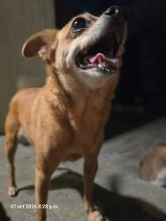 Reunited Female Dog last seen On 6th st alley in between soto st and mathews st 90033, Los Angeles, CA 90033