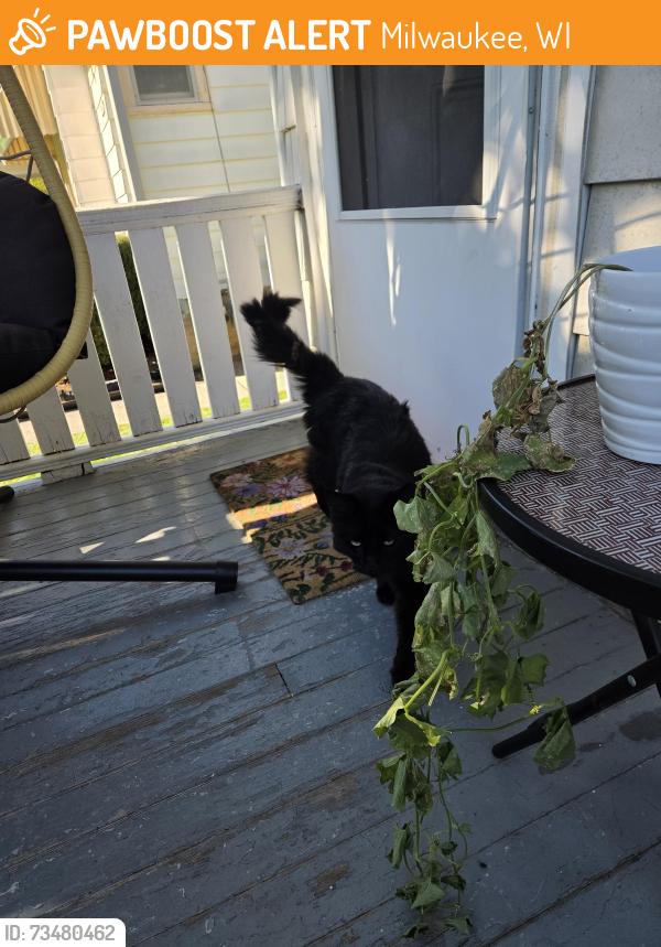 Found/Stray Unknown Cat last seen Hampton and fond du lac are major streets close by, Milwaukee, WI 53218