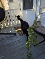 Found/Stray Unknown Cat last seen Hampton and fond du lac are major streets close by, Milwaukee, WI 53218