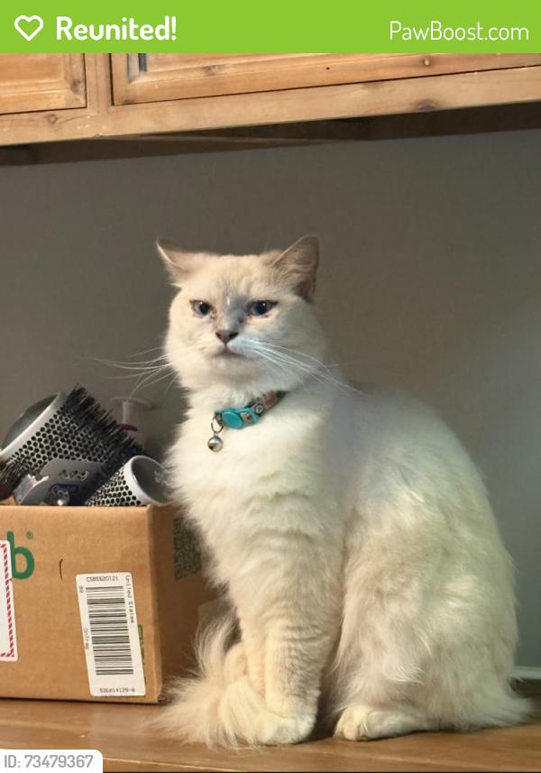 Reunited Female Cat last seen Anderton, keys rd, big springs, squire hall, midland rd., Bedford County, TN 37020