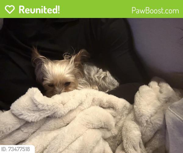 Reunited Female Dog last seen Spring Cypress & Grant Rd; HEB Spring Cypress, Cypress, TX 77429