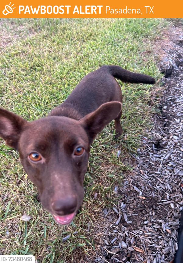 Found/Stray Female Dog last seen Richey st, Pasadena, TX 77506