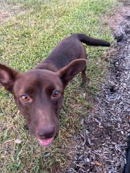 Found/Stray Female Dog last seen Richey st, Pasadena, TX 77506