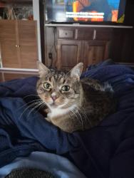 Reunited Male Cat last seen Whitmarsh ave and Leeds, Worcester, MA 01606