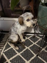 Lost Female Dog last seen Close to target off of market/ market street areas, Wilmington, NC 28405