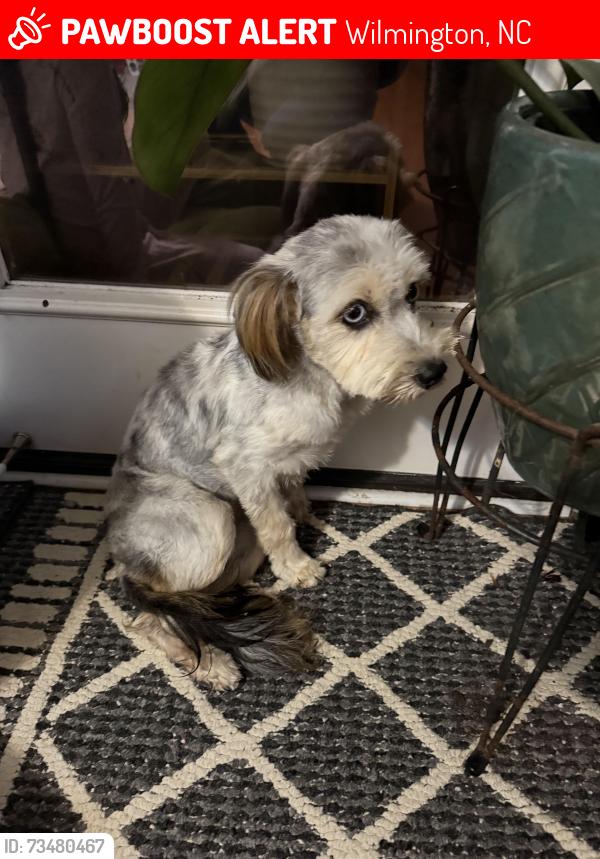 Lost Female Dog last seen Close to target off of market/ market street areas, Wilmington, NC 28405