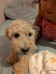 Reunited Female Dog last seen 8th st, Yuma, AZ 85364