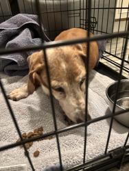 Reunited Male Dog last seen S Foxtail Ln & E Indigo Brush Road, Phoenix, AZ 85048