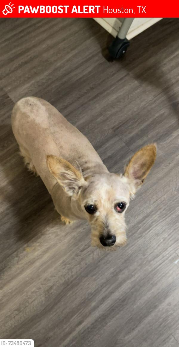 Lost Female Dog last seen Near Stamen Dr, Houston, TX 77041