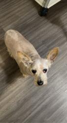 Lost Female Dog last seen Near Stamen Dr, Houston, TX 77041