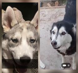 Reunited Male Dog last seen Monaco and mlk, Denver, CO 80207