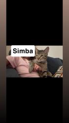 Lost Male Cat last seen Guadalupe/Hawes, Mesa, AZ 85212