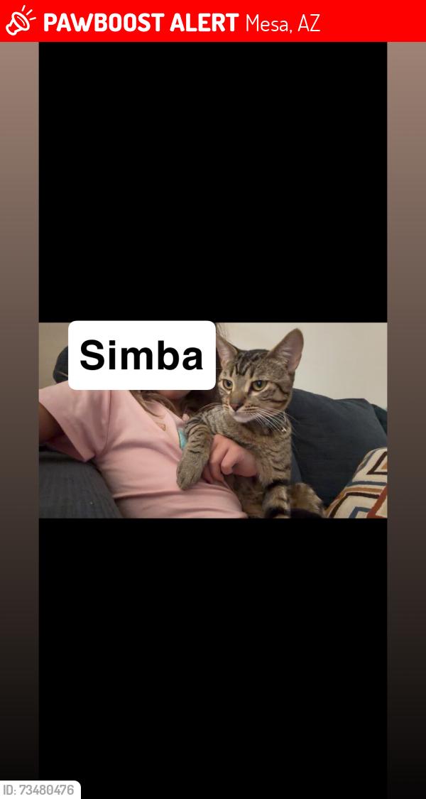 Lost Male Cat last seen Guadalupe/Hawes, Mesa, AZ 85212