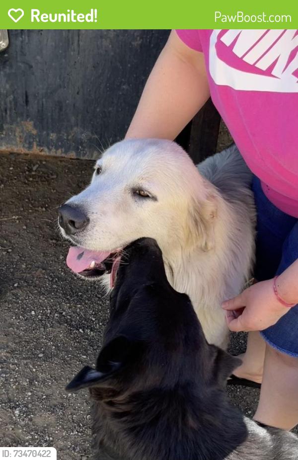 Reunited Male Dog last seen 28th street, Fort Worth, TX 76106