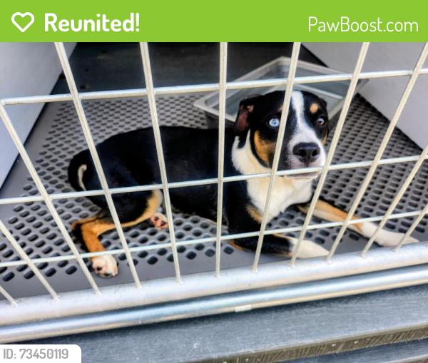 Reunited Male Dog last seen Near Tassajara Rd, Dublin, CA 94568, Dublin, CA 94568