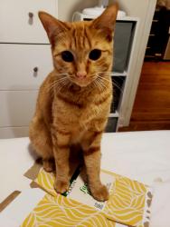 Lost Male Cat last seen St. Louis & Wabansia Ave, Chicago, IL 60647